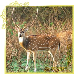 Deer at Kumbhalgarh Sanctuary